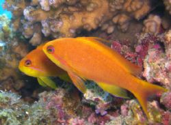 Anthias- Barrier Reef by Joshua Miles 